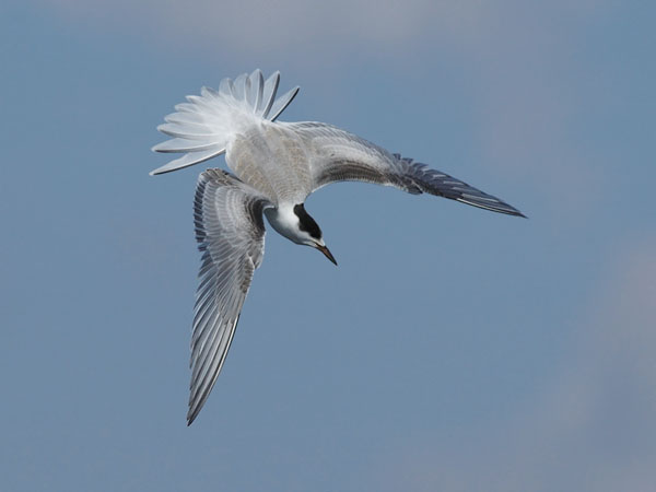 Kalatiira, Common Tern, Sterna hirundo